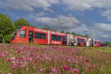 Edinburgh Trams with flowers in foreground