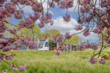 A tram behind cherry blossom tree branches