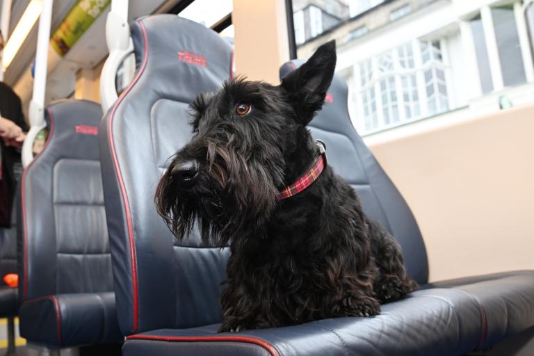 Toto the dog rides the tram