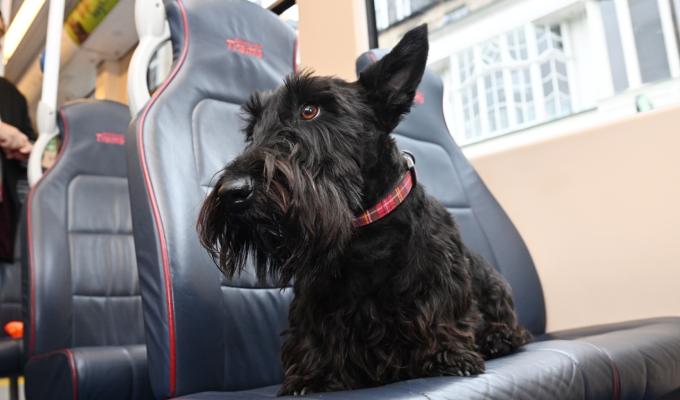 TOTO the dog sitting on an Edinburgh Trams seat