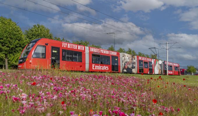 Edinburgh Trams with flowers in foreground