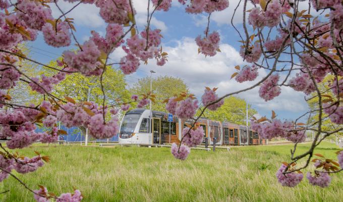 A tram behind cherry blossom tree branches